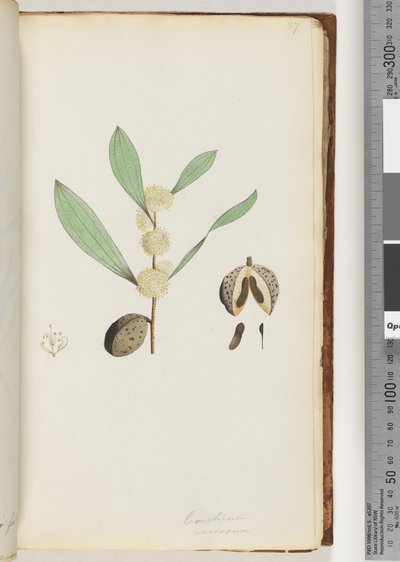 Pagina 37. Conchium nervosum door Unknown artist