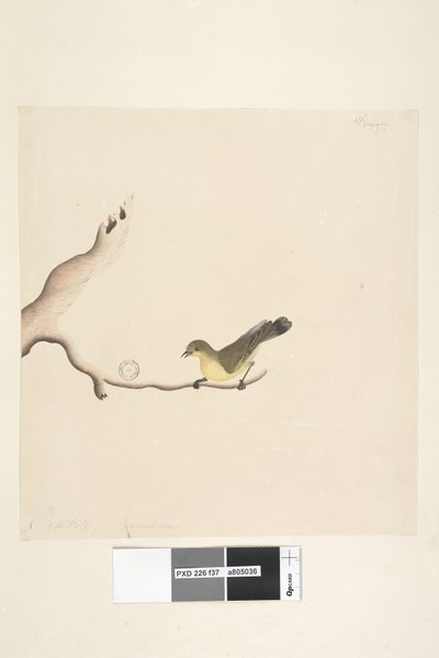 Pagina 37. Oktober. Natuurlijke grootte Gele Doornvogel Acanthiza nana door Unknown artist