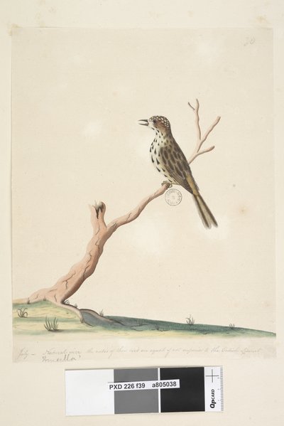 Pagina 39. Fringilla. langs de onderrand in andere hand juli, natuurlijke grootte. De noten van deze vogel zijn gelijk aan of beter dan de Engelse Linnet Gevlekte Zanger Chthonicola sagittata, 1791-92 door Unknown artist
