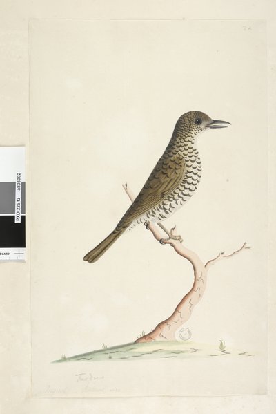 Pagina 3. Turdus. onder titel in andere hand Augustus natuurlijke grootte. Grondlijster Zoothera lunulata, 1791-92 door Unknown artist