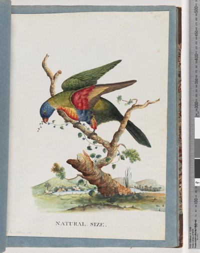 Regenbooglori. Ps. Haematodus. Roodborst- of Blauwbuikpapegaai door Unknown artist