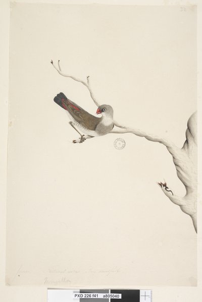 Pagina 41. Fringilla. boven titel in andere hand Juni. Natuurlijke grootte. Iris twijfelachtig Diamantvink Stagonopleura guttata, onvolwassen, 1791-92 door Unknown artist