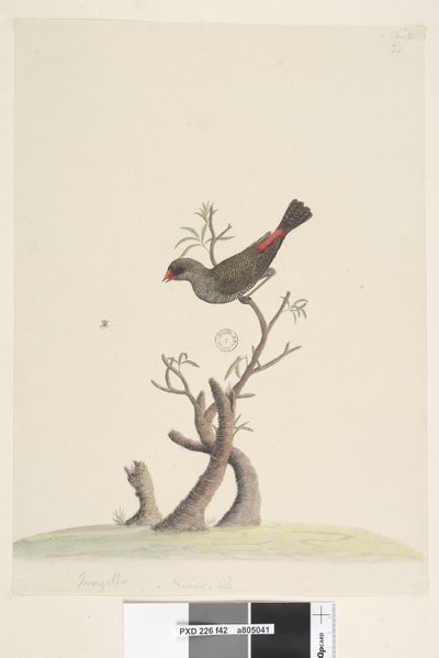 Diamantvink door Unknown artist