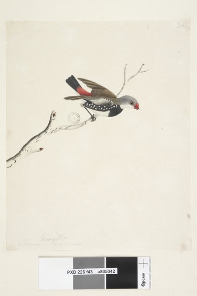 Pagina 43. Fringilla. onder titel in andere hand Februari. Ware grootte Diamantvink Stagonopleura guttata, 1791-92 door Unknown artist