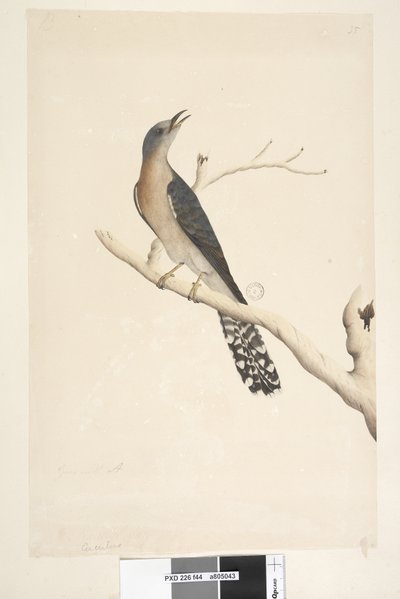 Pagina 44. Cuculus. boven titel, in andere hand Ware grootte. in de linkerbovenhoek in derde hand B en linksonder Gaat met A d.w.z. f.45 Waaierstaart Koekoek Cacomantis pyrrhophanus, mannetje, 1791-92 door Unknown artist