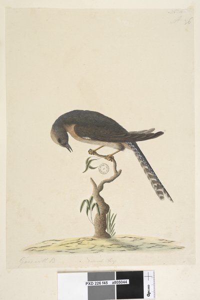 Pagina 45. Ware grootte. rechtsboven in andere hand A linksonder Gaat met B d.w.z. f.44 Waaierstaart Koekoek Cacomantis pyrrhophanus, 1791-92 door Unknown artist