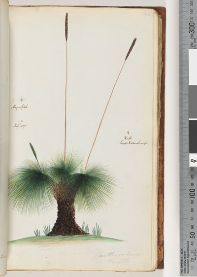 Pagina 45. Xanthorrhoea Hastile Grasboom Vergroot. Natuurlijke grootte. Zaad Natuurlijke grootte door Unknown artist