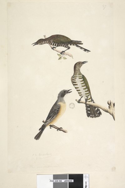 Pagina 46. Cuculus. langs onderrand in andere hand Deze vogels getekend op natuurlijke grootte. De bovenste twee vogels zijn Gouden Bronzen Koekoeken, de derde is een Rosse Fluiter Lamprococcyx plagosus Chrysococcyx lucidis, 1791-92 door Unknown artist