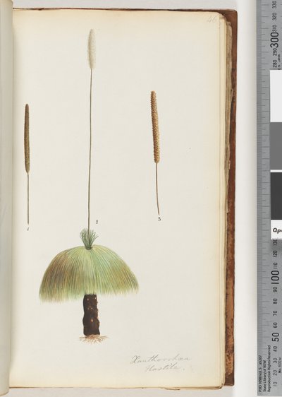 Pagina 46. Xanthorrhoea Hastile Grasboom door Unknown artist