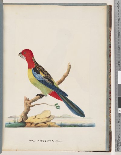 Pagina 47. Oostelijke Rosella. Non pareil Papegaai door Unknown artist