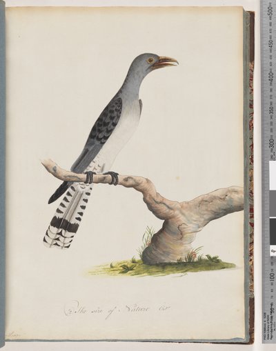 Pagina 49. Onbekende vogel. Scythrops door Unknown artist