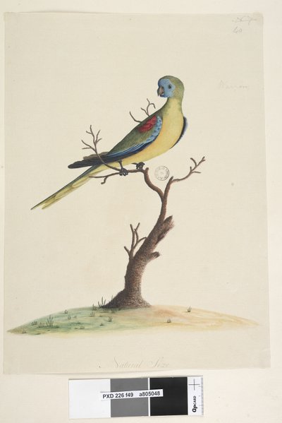 Turkooisparkiet door Unknown artist
