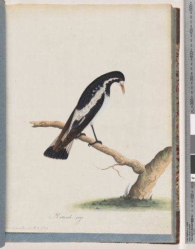 Pagina 50. Ekster-leeuwerik. Corvus cyanoleucos door Unknown artist