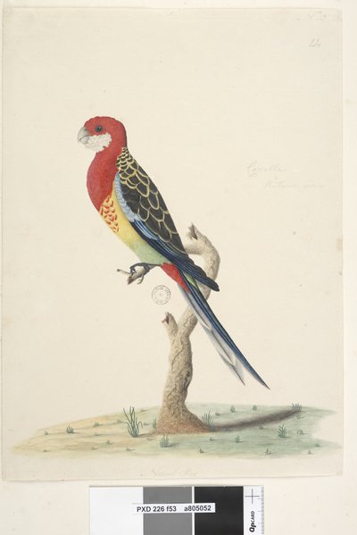 Pagina 53. Corella. Natuurlijke grootte Oostelijke Rosella Platycercus eximius door Unknown artist