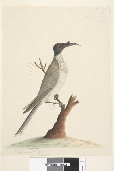 Pagina 55. Wer,gan of de Friar. linksonder in een andere hand Meliphaga Phrygia. midden onder in een derde hand Natuurlijke grootte Luidruchtige Friarbird Philemon corniculatus, 1791-92 door Unknown artist