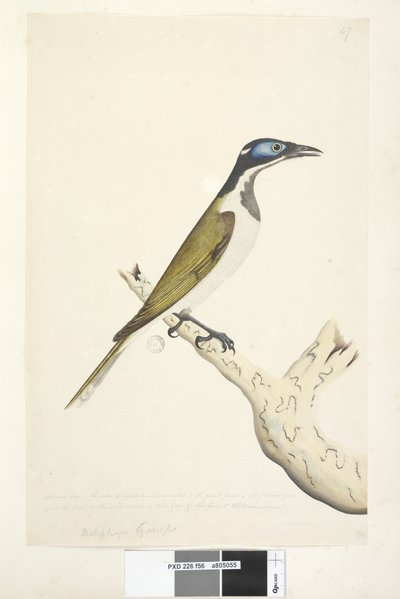 Melephahu Cyanops door Unknown artist
