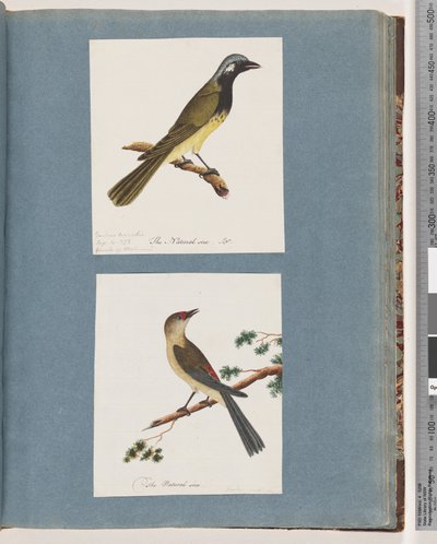 Ongeïdentificeerde vogel. Turdus leucotis. Rood-gebroekte Vink. Turdus nieuw door Unknown artist
