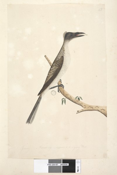 Januari Noisy Friarbird door Unknown artist
