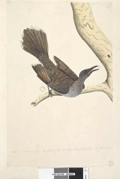 Pagina 58. Okt. Natuurlijke grootte, de veren van de nek, kop, borst en rug zijn allemaal puntig Borstelwattle Vogel Anthochaera chrysoptera, 1791-92 door Unknown artist