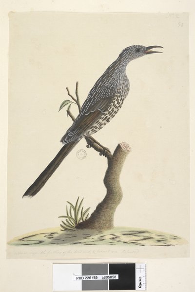 Pagina 59. Natuurlijke grootte, de veren van de kop, nek en borst zijn puntig Borstelwattle, Vogel Anthochaera chrysoptera, 1791-92 door Unknown artist