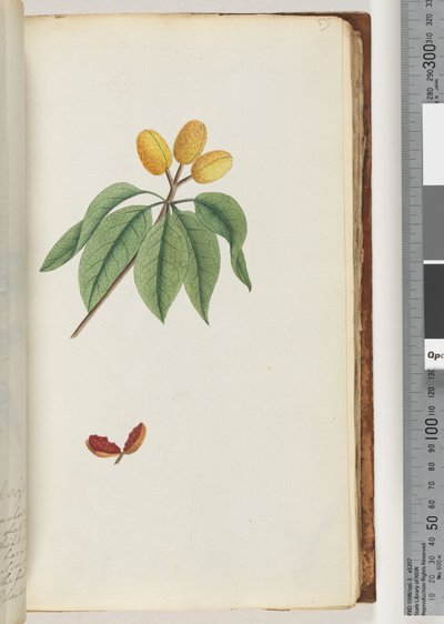 Pagina 59. Pilospermum mapon door Unknown artist
