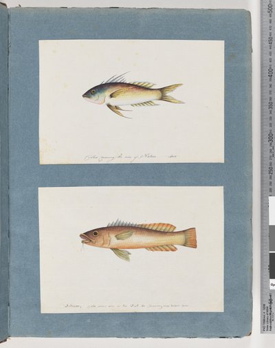 Pagina 5. Onbekende vis 6. Onbekende vis door Unknown artist