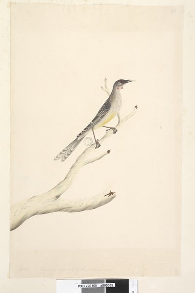Pagina 60. Juni. Verminderd door schaal tot de helft van de ware grootte Rode Wattle, Vogel Anthochaera carunculata, 1791-92 door Unknown artist