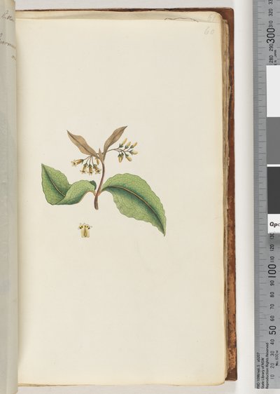 Pagina 60. Onbekende plant door Unknown artist