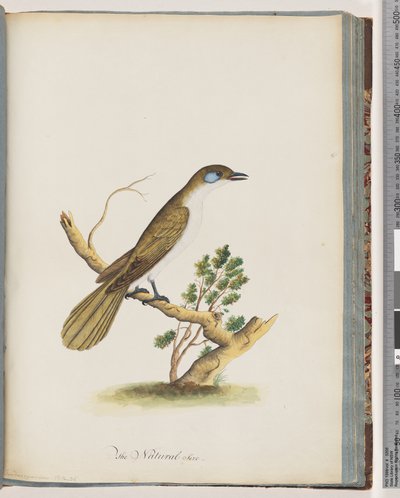 Pagina 61. Blauwgezicht Honingeter. Turdus cyanoris. Blauwwang Lijster door Unknown artist