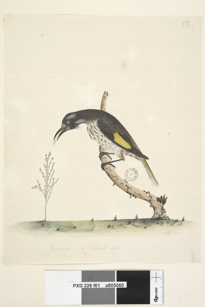 Pagina 61. Januari. Natuurlijke grootte Geelvleugel Honingeter Meliornis novae, hollandiae, 1791-92 door Unknown artist