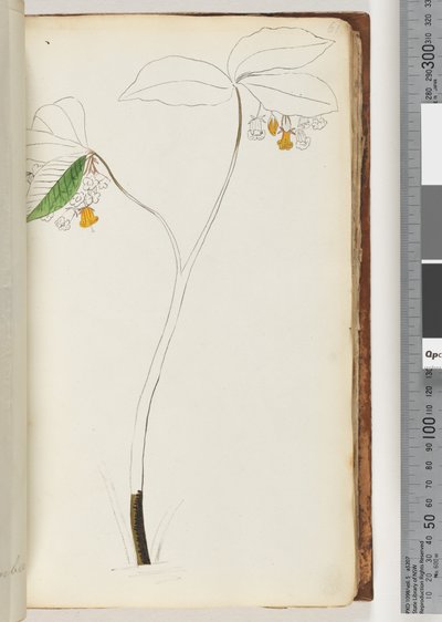 Pagina 61. Geen inscriptie, onvoltooide tekening door Unknown artist