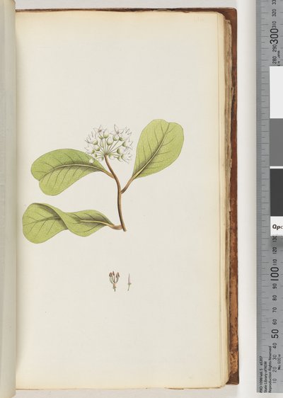 Pagina 61a. De Mangroveboom door Unknown artist