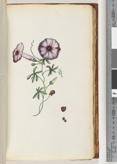 Pagina 63. Winde door Unknown artist