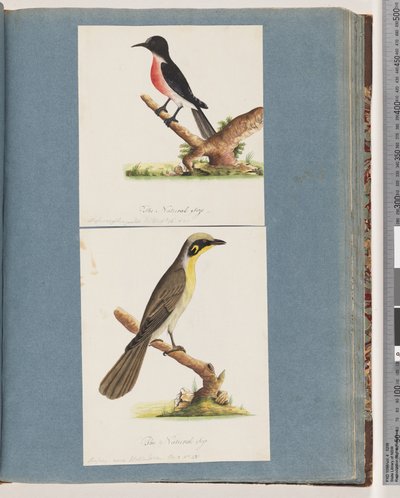 Pagina 64. Scharlaken Roodborst. Musca crythrogastra. 65. Geelpluim Honingeter. Muscicapa novae Hollandiae door Unknown artist
