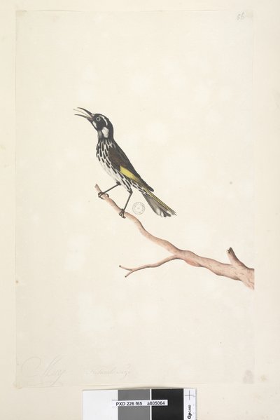 Pagina 65. Mei, natuurlijke grootte Geelvleugel Honingeter Meliornis novae, hollandiae, 1791-92 door Unknown artist