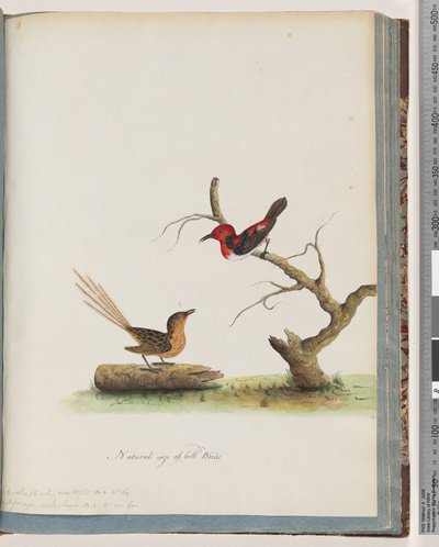 Pagina 66. 1. Scharlaken Honingeter. Certhia/Honingeter/orientale. 2. Onbekende vogel. Muscicapa malachura door Unknown artist