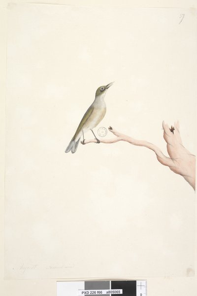 Pagina 66. Augustus. Natuurlijke grootte Grey, Backed Silvereye Zosterops lateralis door Unknown artist
