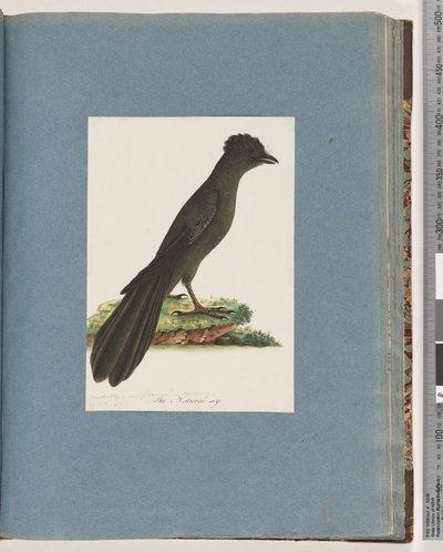 Pagina 67. Onbekende vogel. Mogelijk een nieuwe Lanius of Muscicapa door Unknown artist