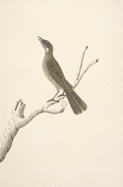 Augustus Lewin Honeyeater door Unknown artist