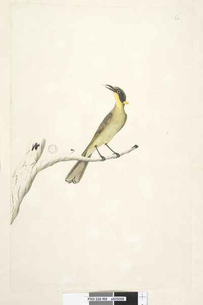 Pagina 69. Natuurlijke grootte. Iris twijfelachtig Gele, Getufte Honeyeater Lichenostomus melanops door Unknown artist