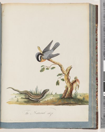 Pagina 69. Onbekende vogel met een hagedis. Sylvia rufirostris door Unknown artist