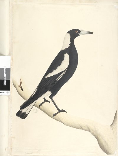 Pagina 6. Barita. boven titel in andere hand Mei. Natuurlijke grootte Zwarte, Gebackte Ekster Gymnorhina tibicen, 1791-92 door Unknown artist