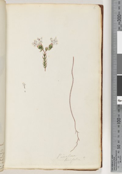 Pagina 6. Pimeloea linfolia door Unknown artist
