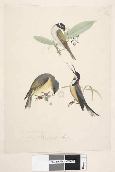 Drie vogels: White Naped Honeyeater door Unknown artist