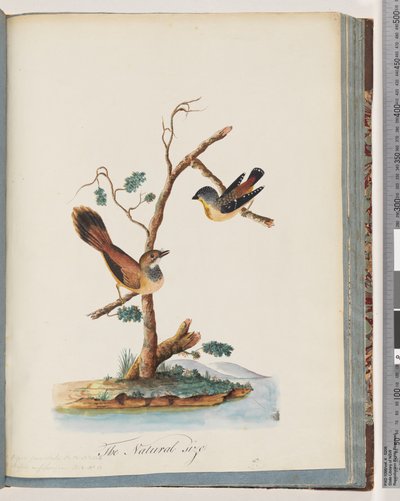 Pagina 72. 1. Gevlekte Pardalote. Pipra punctata 2. Onbekende vogel. Muscicapa rufifrom door Unknown artist