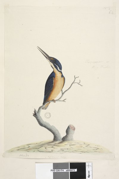 IJsvogel door Unknown artist