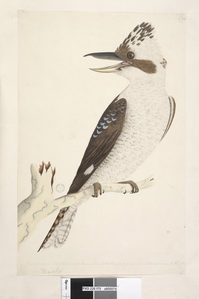 Pagina 75. Dacelo. langs onderrand in andere hand Natuurlijke grootte. De buitenste en middelste teen zijn verbonden tot het tweede gewricht, de middelste en binnenste tot het eerste. Lachende Hans Dacelo gigas, 1791-92 door Unknown artist
