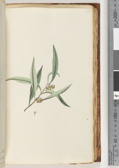 Pagina 75. Onbekende plant door Unknown artist