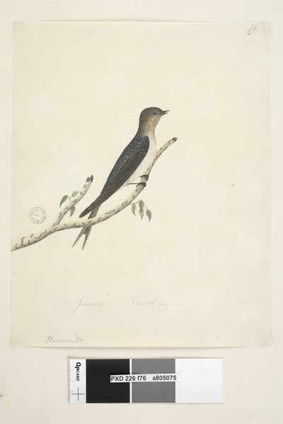 Pagina 76. Hirundo. onderaan in andere hand Januari Natuurlijke grootte Welkom Zwaluw Hirundo neoxena, 1791-92 door Unknown artist
