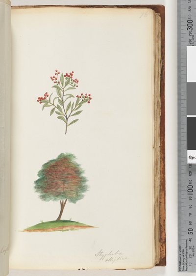 Pagina 76. Styphelia elliptica / Boomheide door Unknown artist